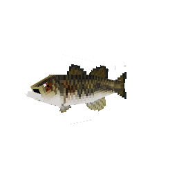 Robalo