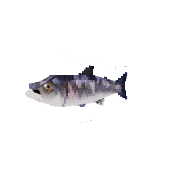 Salmão