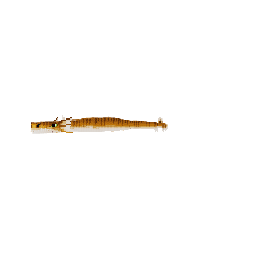 Serpente Marinha — pelagem 1